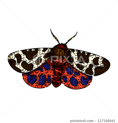 camouflage night moth sketch hand drawn vector 117188842