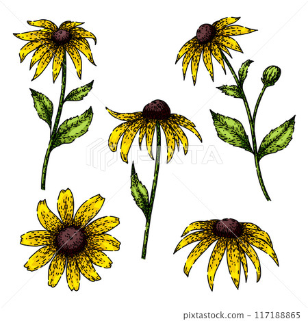 black eyed susan set sketch hand drawn vector black eyed susan set sketch hand drawn vector 117188865