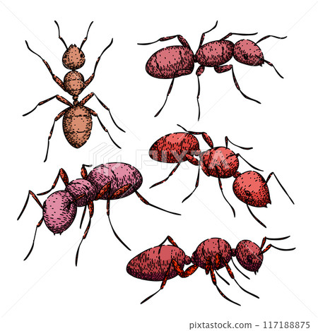 ant set sketch hand drawn vector 117188875