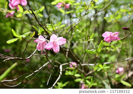 Climbing Mount Bandai, Aizu, Fukushima Prefecture 117189152