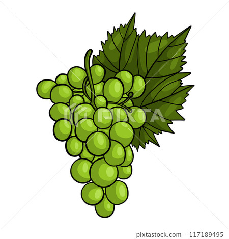 Bunch of green grapes with leaf. Vector illustration. Bunch of green grapes with leaf. Vector illustration. 117189495