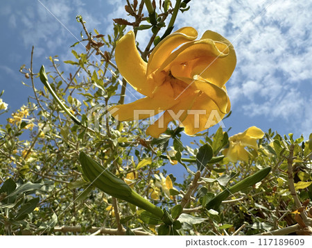 Blooming bushveldt gardenia or Transvaal gardenia (lat.- Gardenia volkensii) in the Ein Gedi Botanical Garden Blooming bushveldt gardenia or Transvaal gardenia (lat.- Gardenia volkensii) in the Ein Gedi Botanical Garden 117189609