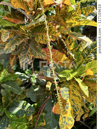 Flowering decorative evergreen shrub Croton or Orange Jessamine (lat.- Codiaeum variegatum) in the Ein Gedi Botanical Garden 117189616