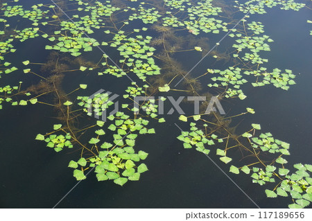 池塘裡到處都密密麻麻地長滿了鑽石葉和水下樹根。 117189656