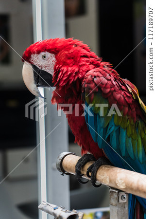A red macaw parrot is sitting on a branch A red macaw parrot is sitting on a branch 117189707