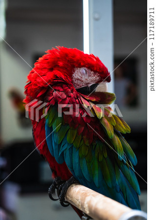The red macaw parrot sleeps with its beak tucked under its wing The red macaw parrot sleeps with its beak tucked under its wing 117189711