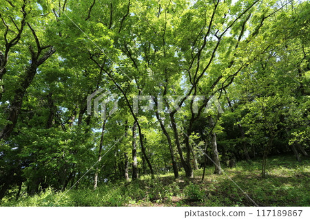 一片新鮮的綠樹叢，新葉開始生長 117189867