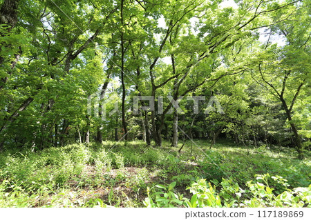 一片新鮮的綠樹叢,新葉開始生長 一片新鮮的綠樹叢,新葉開始生長 117189869