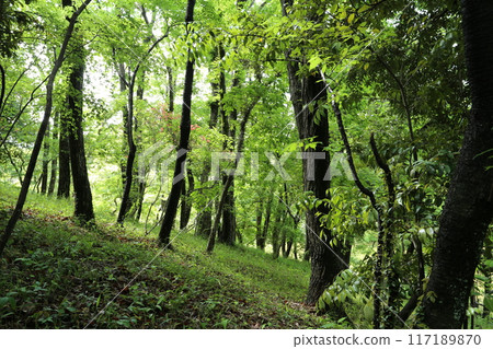 一片新鮮的綠樹叢，新葉開始生長 117189870