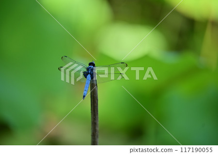 適合分支的蜻蜓 117190055