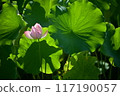 蓮花與美麗的葉子 117190057
