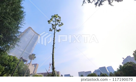 Agave in Hibiya Park 117190070