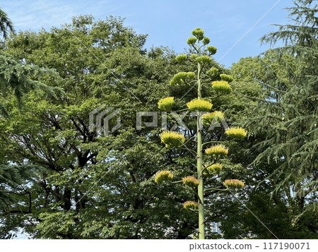 日比谷公園的龍舌蘭 117190071