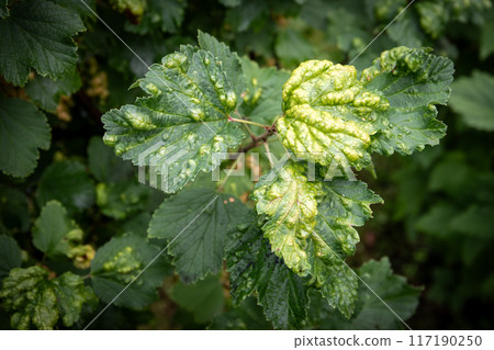 Plant pests, colony of aphids damaged the leaf of the berry bush Plant pests, colony of aphids damaged the leaf of the berry bush 117190250