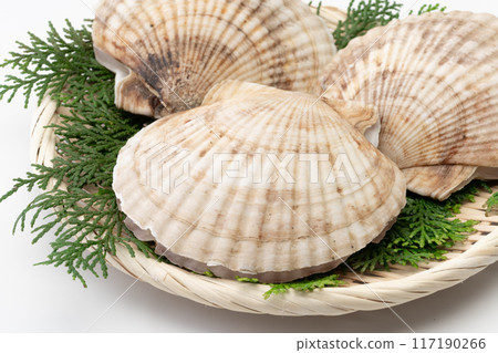 Scallops close-up 117190266