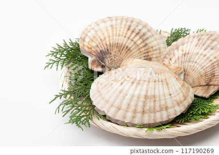 扇貝特寫 扇貝特寫 117190269