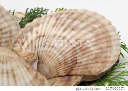Scallops close-up 117190271
