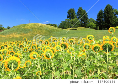 [香川縣] 夏天的國立贊岐萬野公園（向日葵田） 117190314