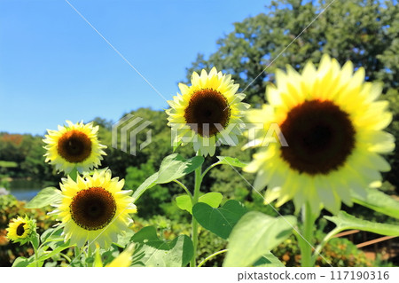[Kagawa Prefecture] National Sanuki Manno Park in Summer (Sunflower Field) 117190316