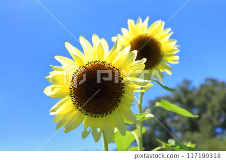 [Kagawa Prefecture] National Sanuki Manno Park in Summer (Sunflower Field) 117190318