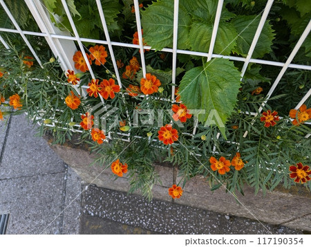 Orange marigold flowers blooming in a summer garden Orange marigold flowers blooming in a summer garden 117190354