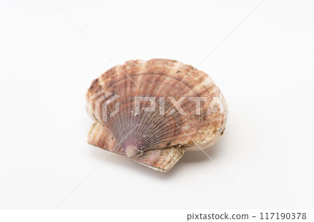 Scallop left shell 117190378