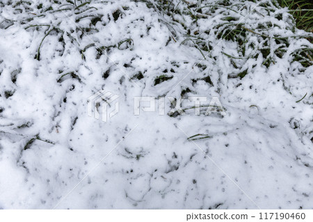 Snow-covered plants in winter forest during snowfall.  117190460