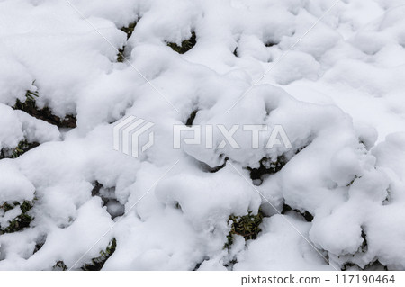 Snow-covered plants in winter forest during snowfall. Snow-covered plants in winter forest during snowfall. 117190464