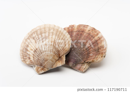 扇貝 117190711