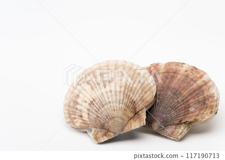 Scallops 117190713