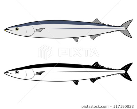 從側面看秋刀魚 117190828