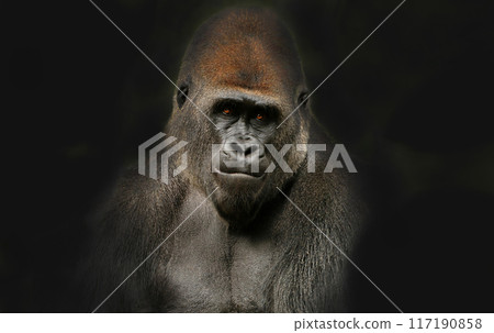 A gorilla with a serious expression on a dark background A gorilla with a serious expression on a dark background 117190858
