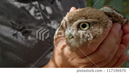 A woman gently holds a small owl in her hands within a bird enclosure, demonstrating wildlife conservation and care. 117190870