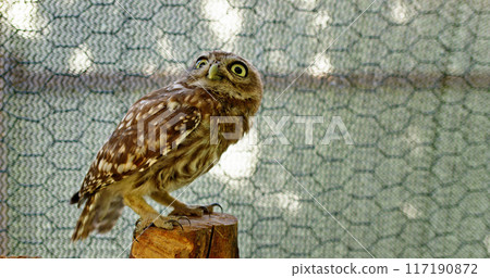 A small owl perches on a wooden stump inside a bird sanctuary, surrounded by netting for protection. 117190872