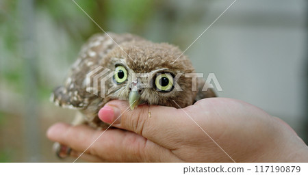 A woman hand gently holds a cute little owl, showcasing the owl tiny size and charming features. A woman hand gently holds a cute little owl, showcasing the owl tiny size and charming features. 117190879