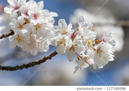 藍天櫻花盛開02 117190896