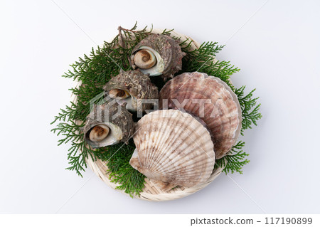 Seafood Platter of Turban Shells and Scallops 117190899