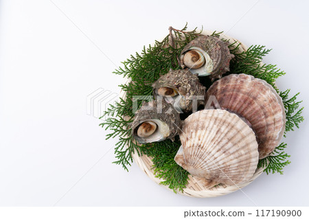Seafood Platter of Turban Shells and Scallops Seafood Platter of Turban Shells and Scallops 117190900