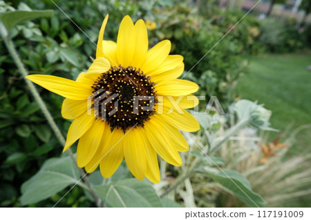 夏日天空中綻放的一株向日葵｜四季花卉與自然風光 117191009