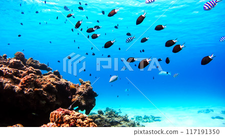 Nishihama Beach underwater photography of Okinawa Akajima Nishihama Beach underwater photography of Okinawa Akajima 117191350