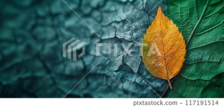 Vibrant Autumn Leaf on Green Background. A striking autumn leaf stands out against a green background, symbolizing seasonal change and nature's vibrant colors. Banner with copy space Vibrant Autumn Leaf on Green Background. A striking autumn leaf stands out against a green background, symbolizing seasonal change and nature's vibrant colors. Banner with copy space 117191514