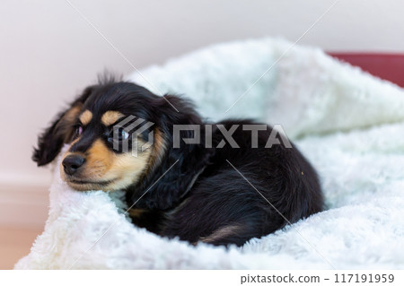 Kaninhen Dachshund Puppies 117191959