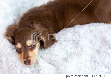 Kaninhen 臘腸犬幼犬 117191960