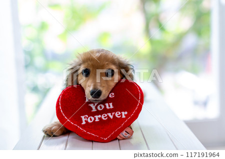 Kaninhen 臘腸犬幼犬 Kaninhen 臘腸犬幼犬 117191964