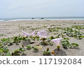 Sandy beach and flowers 117192084