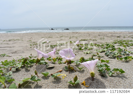 Sandy beach and flowers Sandy beach and flowers 117192084
