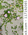 Sandy beach and flowers 117192085