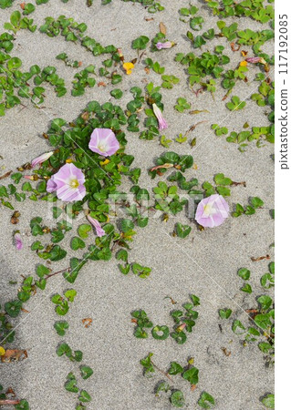 Sandy beach and flowers Sandy beach and flowers 117192085