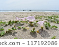 Sandy beach and flowers 117192086
