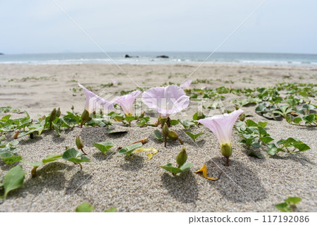 Sandy beach and flowers Sandy beach and flowers 117192086
